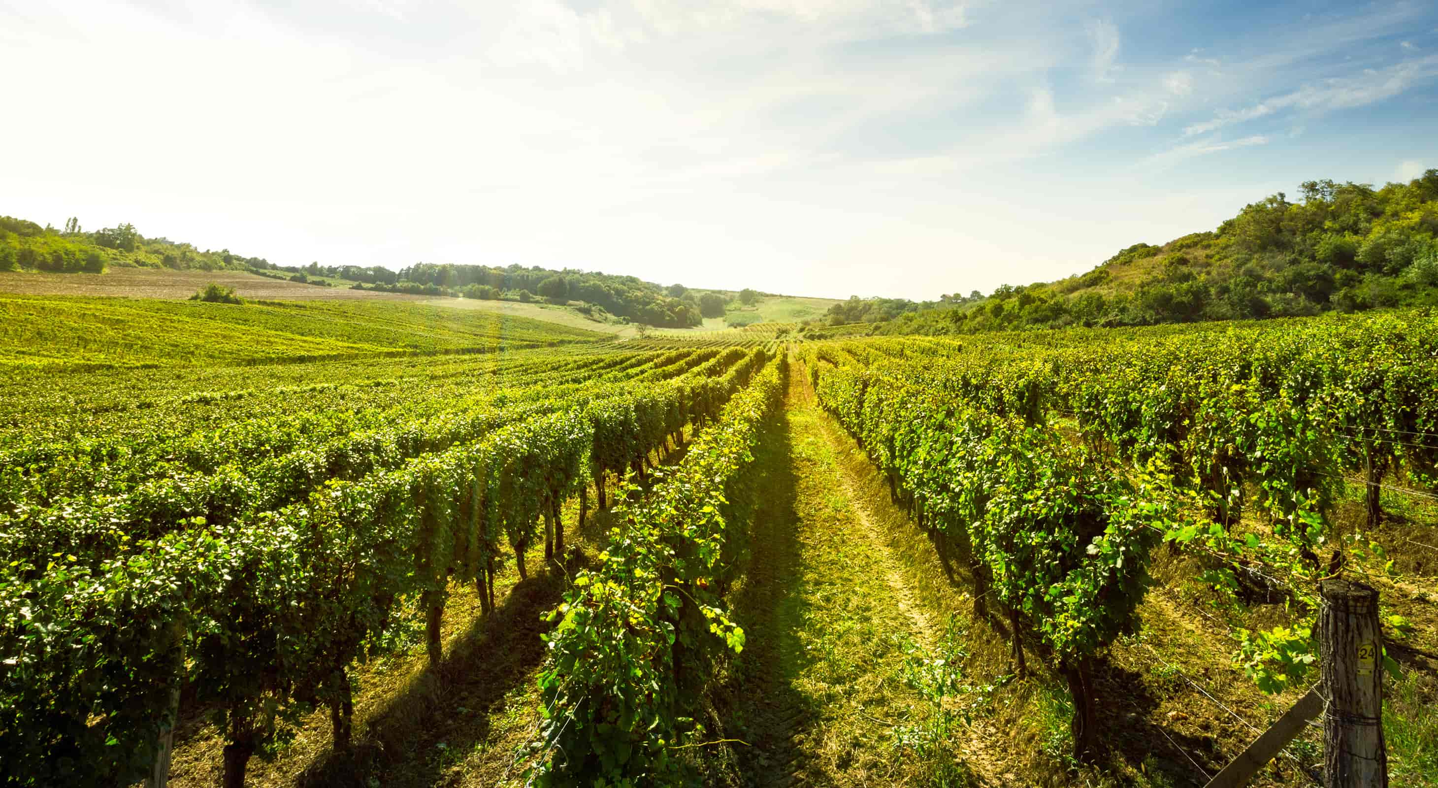 vineyard in wine country